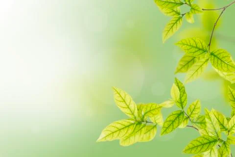 Green leaves Stock Photos