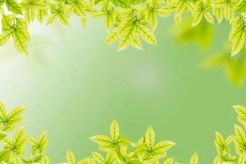 Green leaves Stock Photos