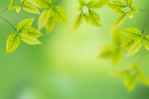 Green leaves Stock Photos