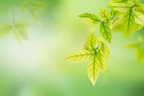 Green leaves Stock Photos