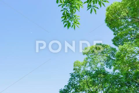 Green leaves Stock Photos
