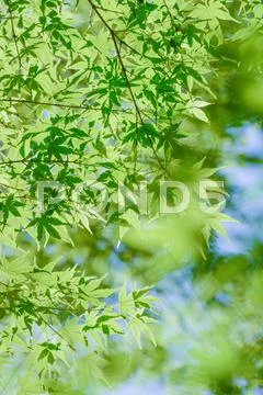 Green leaves Stock Photos