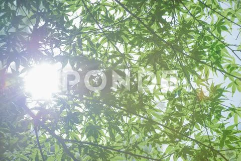 Green leaves Stock Photos