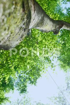 Green leaves Stock Photos