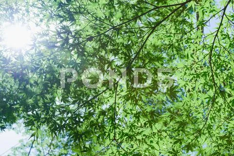 Green leaves Stock Photos