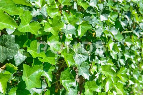 Green leaves Stock Photos