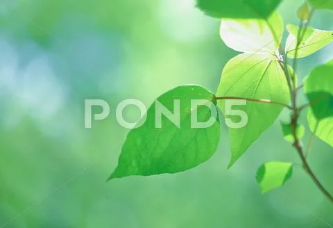 Green leaves Stock Photos