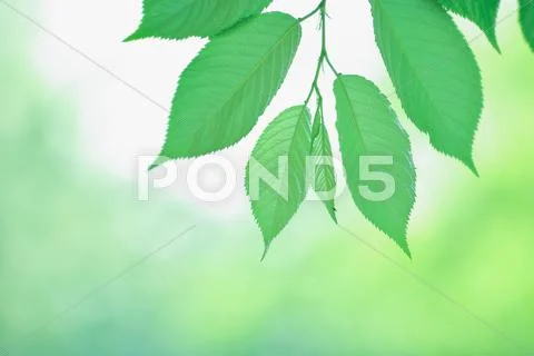 Green leaves Stock Photos