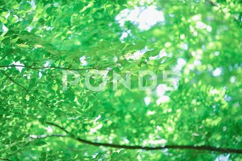 Green leaves Stock Photos