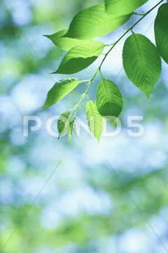 Green leaves Stock Photos