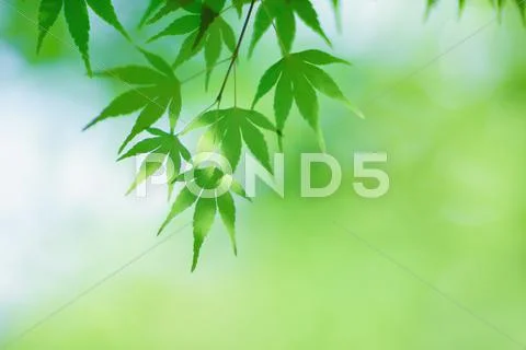 Green leaves Stock Photos