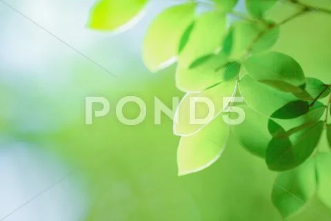 Green leaves Stock Photos