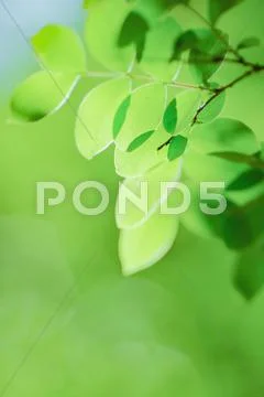 Green leaves Stock Photos