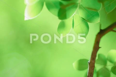 Green leaves Stock Photos