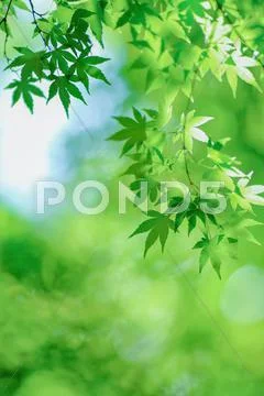 Green leaves Stock Photos