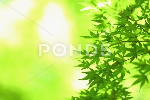 Green leaves Stock Photos