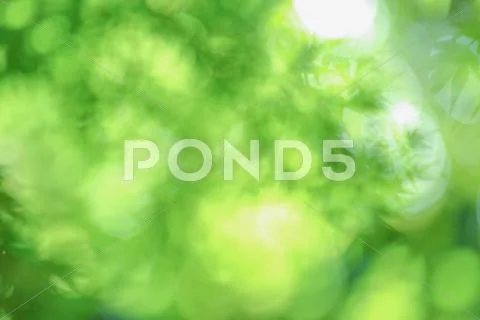 Green leaves Stock Photos