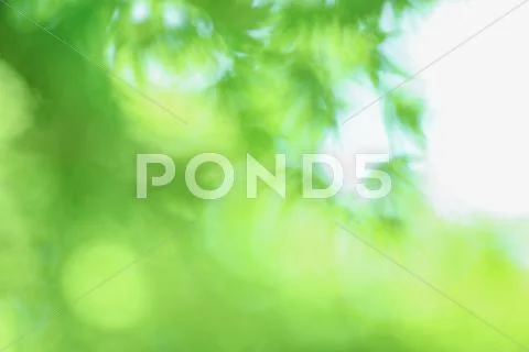 Green leaves Stock Photos