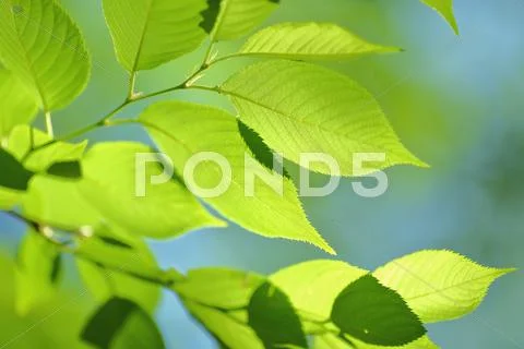 Green leaves Stock Photos