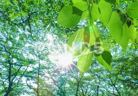 Green leaves Stock Photos