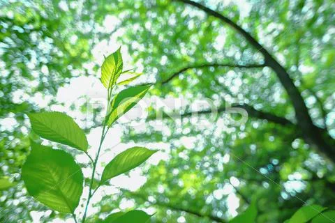 Green leaves Stock Photos