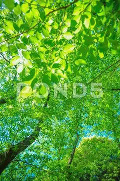 Green leaves Stock Photos