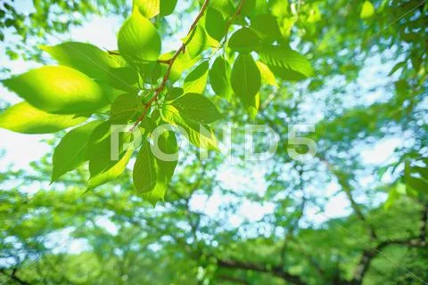 Green leaves Stock Photos