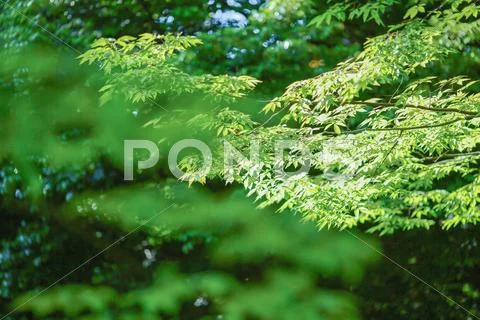 Green leaves Stock Photos