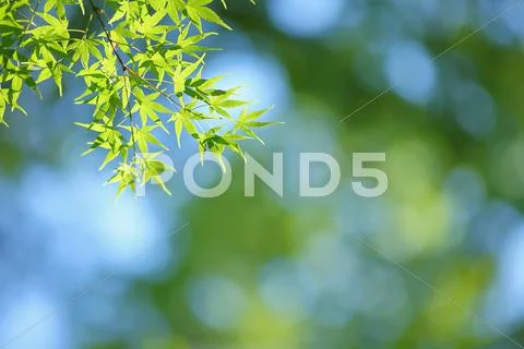 Green leaves Stock Photos