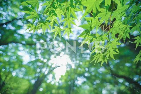 Green leaves Stock Photos