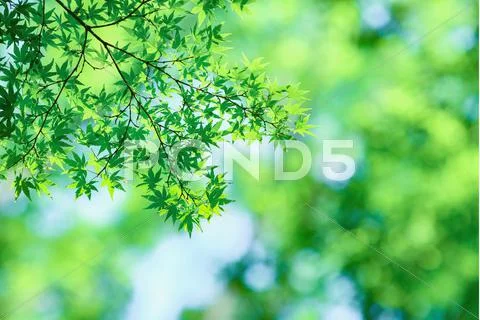 Green leaves Stock Photos