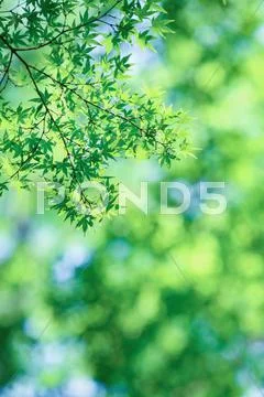 Green leaves Stock Photos