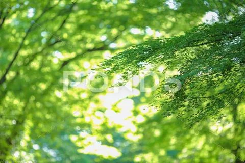 Green leaves Stock Photos