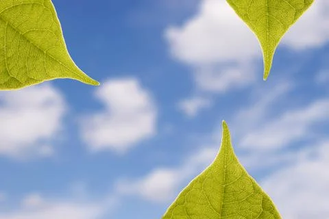 Green Leaves Stock Photos