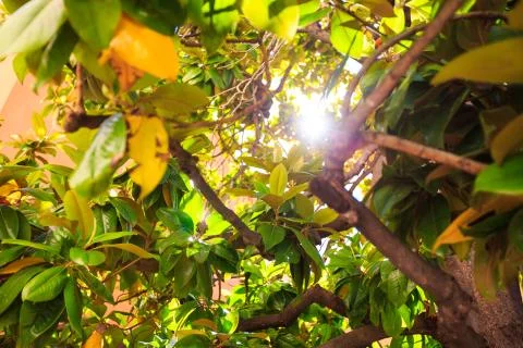 Green Leaves 写真素材