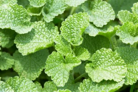 Green leaves Stock Photos