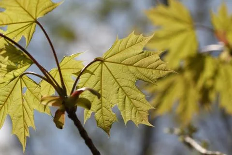 Green leaves Stock Photos