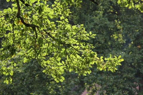 Green leaves Stock Photos