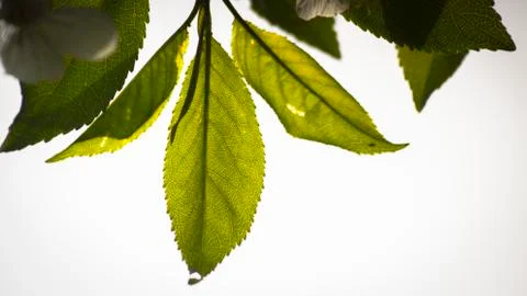 The green leaves Stock Photos