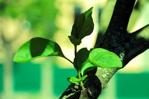 Green leaves Stock Photos