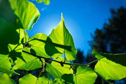 Green leaves Stock Photos