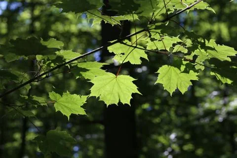 Green leaves Foto stock