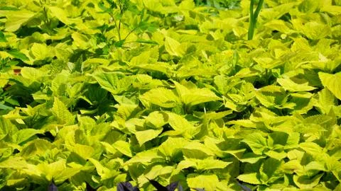 Green leaves 库存照片