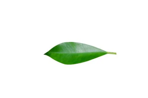 Green leaves Stock Photos