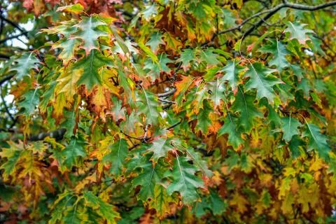Green Leaves Stock Photos
