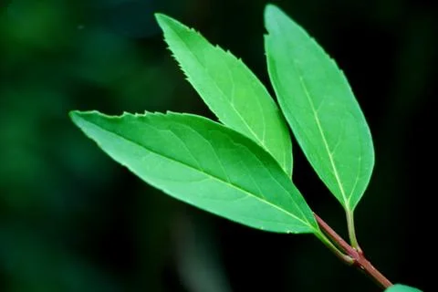 Green Leaves Stock Photos