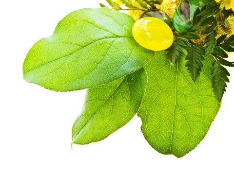 Green Leaves Stock Photos
