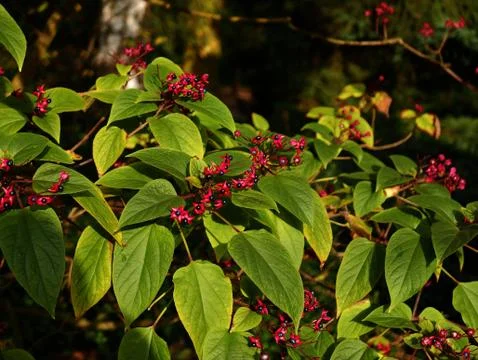 Green leaves Stock Photos
