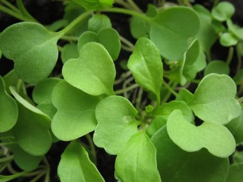 Green leaves Stock Photos