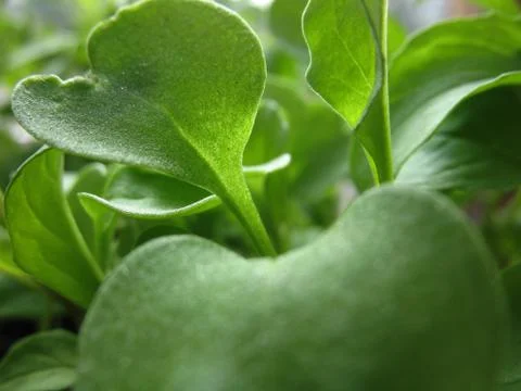 Green leaves Stock Photos